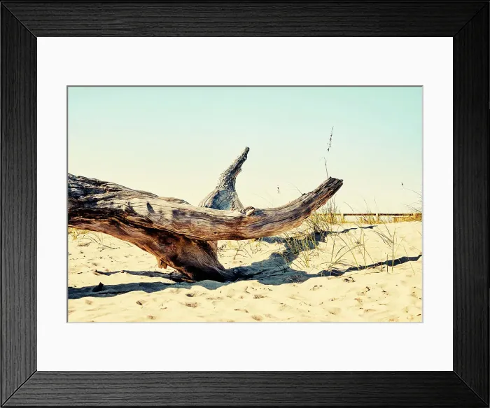 Framed Print : Georgia, Tybee Island, dead drift wood at beach Framed Print : Georgia, Tybee Island, dead drift wood at beach