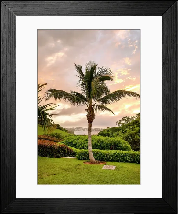 Framed Print : Bermuda, Rosewood Bermuda Hotel, Palm tree at Palm Court