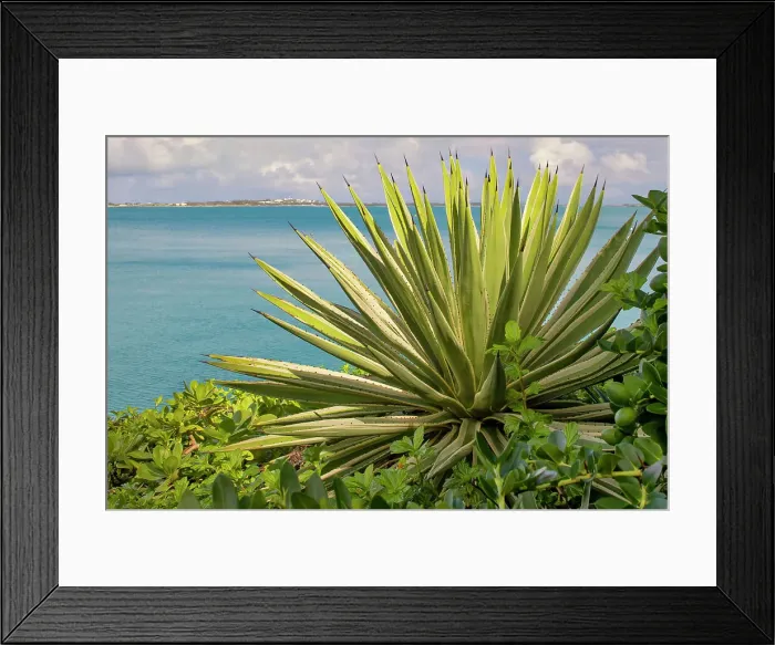 Framed Print : Bermuda, South Shore, cerulean blue Atlantic water, with agave plant Framed Print : Bermuda, South Shore, cerulean blue Atlantic water, with agave plant