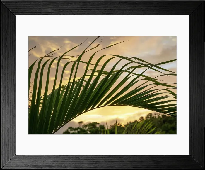 Framed Print : Bermuda, Flora, palm fronds against golden sky