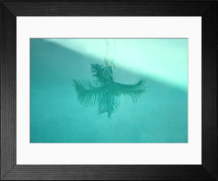 Framed Print : Reflection of palm tree in aquamarine pool water Framed Print : Reflection of palm tree in aquamarine pool water
