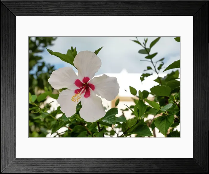 Framed Print : Bermuda, White Hibiscus flower Framed Print : Bermuda, White Hibiscus flower