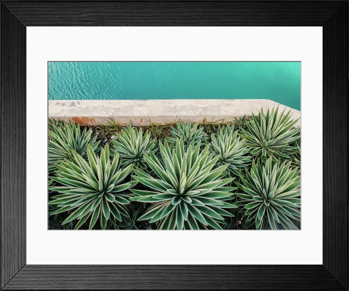 Framed Print : Bermuda, Detail of decorative agave plants Framed Print : Bermuda, Detail of decorative agave plants