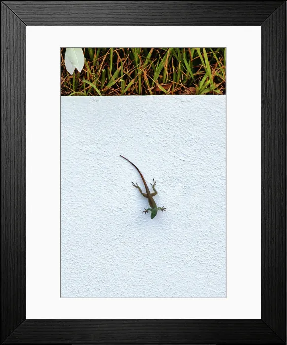 Framed Print : Lizard on white background Framed Print : Lizard on white background