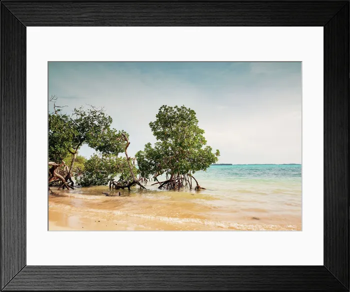 Framed Print : Bermuda, Mangroves on beach at Walsingham Nature Reserve, Blue Hole Park aka Tom Moore's Jungle Framed Print : Bermuda, Mangroves on beach at Walsingham Nature Reserve, Blue Hole Park aka Tom Moore's Jungle