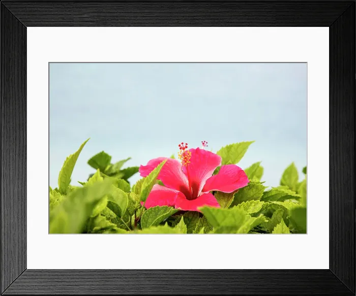 Framed Print : Bermuda, Delicate Hibiscus flower Framed Print : Bermuda, Delicate Hibiscus flower