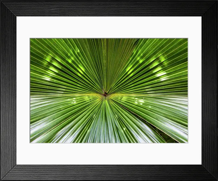Framed Print : Bermuda, Green Fan Palm Leaf Framed Print : Bermuda, Green Fan Palm Leaf