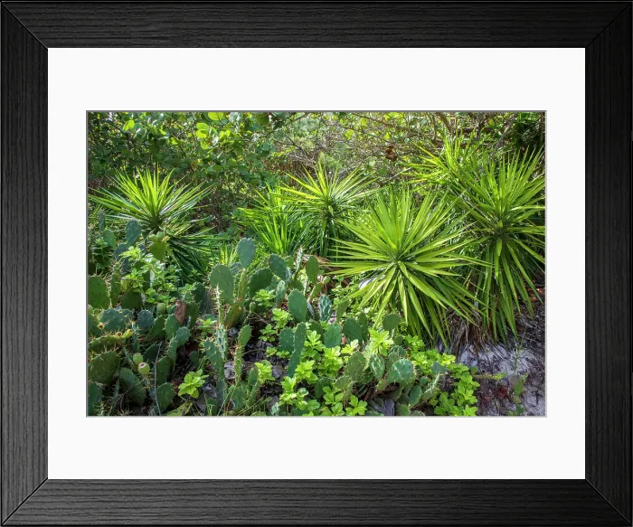 Framed Print : Bermuda, Beach vegetation