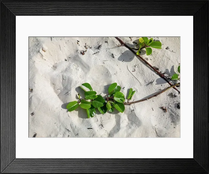 Framed Print : Bermuda, Beach, sand dune covered with creeping plants Framed Print : Bermuda, Beach, sand dune covered with creeping plants