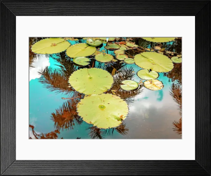 Framed Print : Conceptual view of lily pads with figure of palm tree and blue sky in background Framed Print : Conceptual view of lily pads with figure of palm tree and blue sky in background
