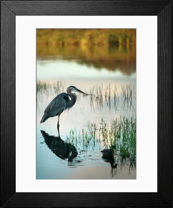 Framed Print : Florida, Everglades, Great Blue Heron, Arthur R. Marshall Loxahatchee Wildlife Refuge Framed Print : Florida, Everglades, Great Blue Heron, Arthur R. Marshall Loxahatchee Wildlife Refuge