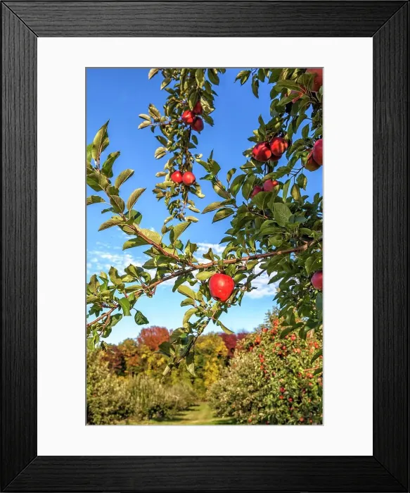 Framed Print : New York, Warwick, Farm, Apple orchard Framed Print : New York, Warwick, Farm, Apple orchard