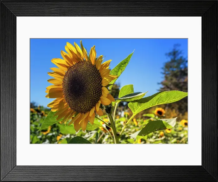 Framed Print : Sunflower Framed Print : Sunflower