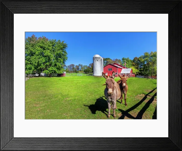 Framed Print : New York, Warwick, Traditional farm with Pony donkeys Framed Print : New York, Warwick, Traditional farm with Pony donkeys