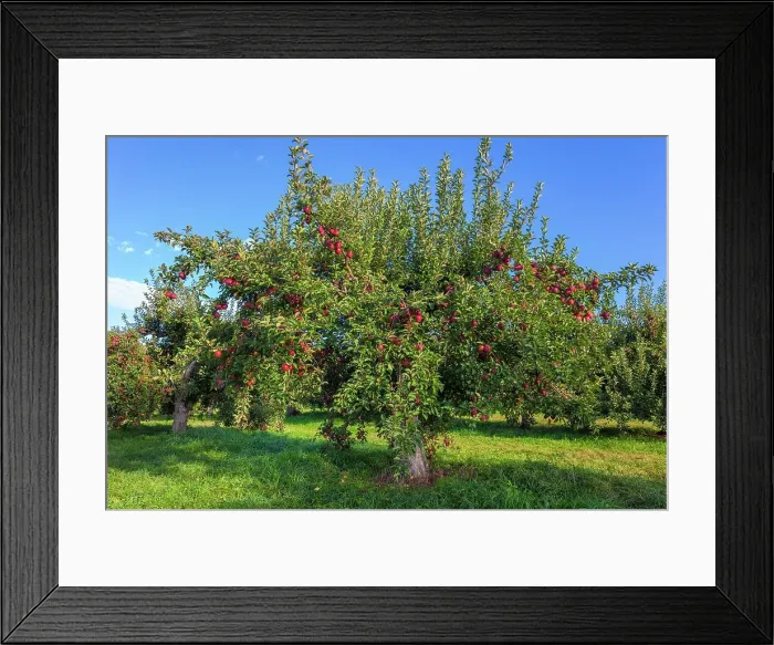 Framed Print : New York, Warwick, Farm, Apple orchard Framed Print : New York, Warwick, Farm, Apple orchard