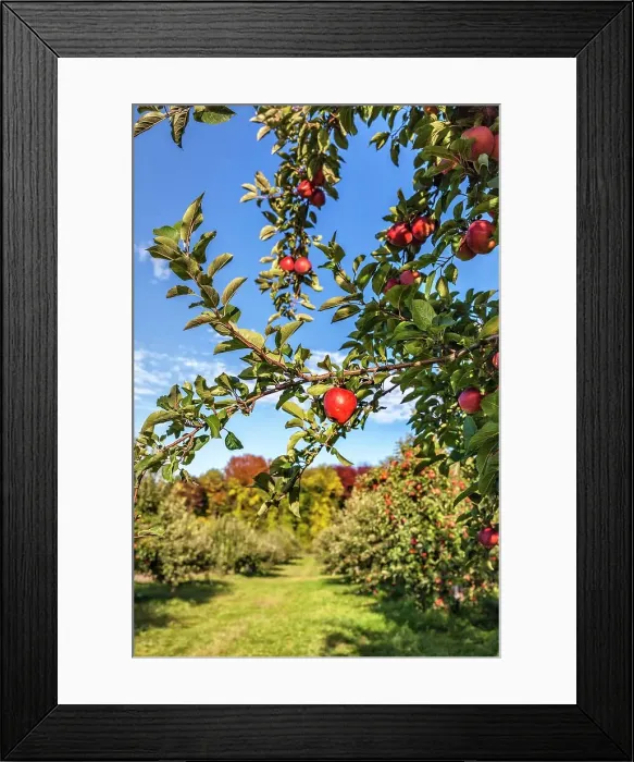 Framed Print : New York, Warwick, Farm, Apple orchard Framed Print : New York, Warwick, Farm, Apple orchard