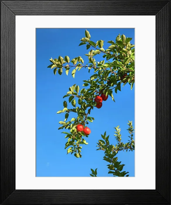 Framed Print : New York, Warwick, Farm, Apple orchard Framed Print : New York, Warwick, Farm, Apple orchard