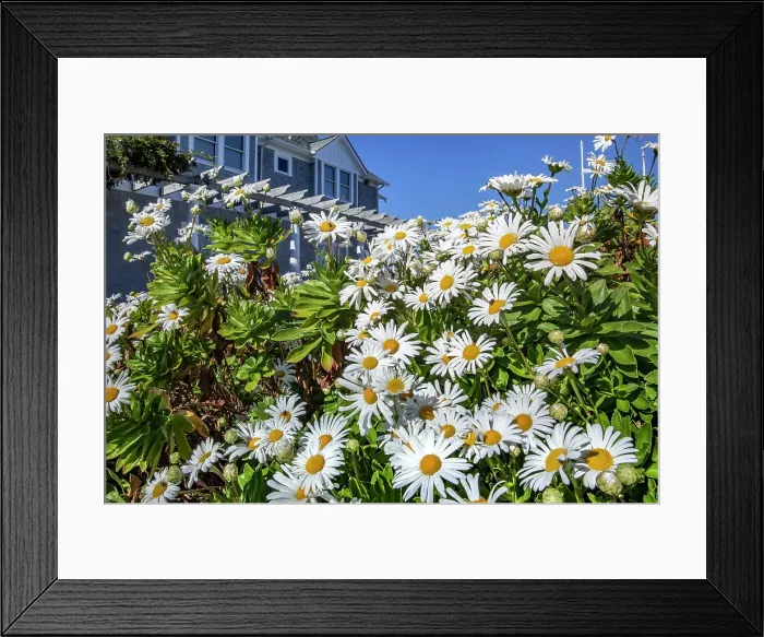 Framed Print : New York, Long Island, Greenport, bunch of daisies Framed Print : New York, Long Island, Greenport, bunch of daisies