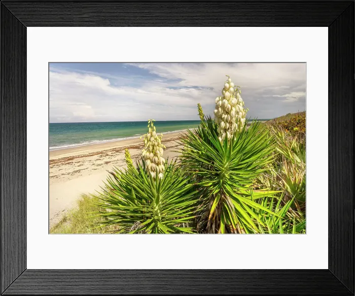 Framed Print : Yucca plant (Spanish Bayonet) on the beach Framed Print : Yucca plant (Spanish Bayonet) on the beach