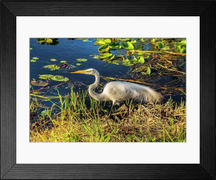 Framed Print : Florida, Miami, Everglades National Park, Great Egret (Casmerodius albus)