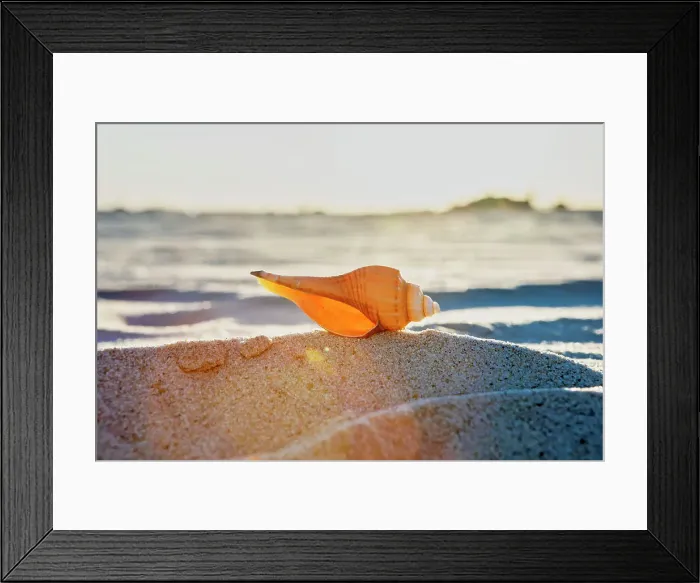 Framed Print : Seashell Framed Print : Seashell