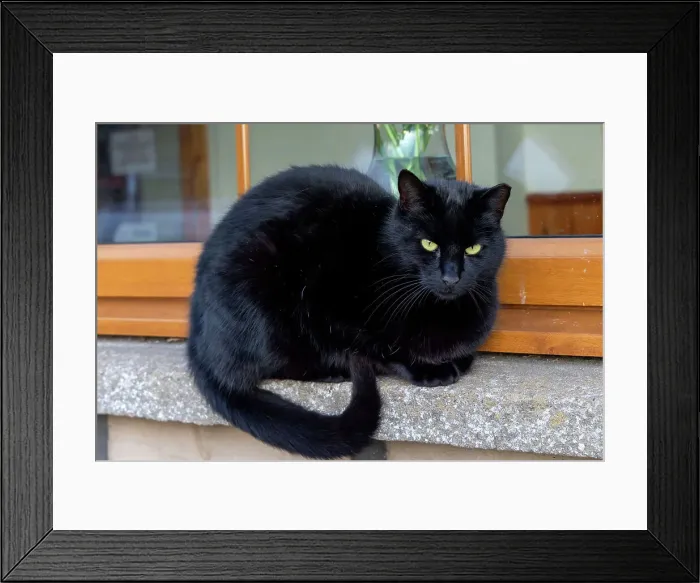 Framed Print : Black cat on window sill Framed Print : Black cat on window sill