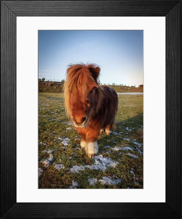 Framed Print : Shetland pony, Scotland, Highlands Framed Print : Shetland pony, Scotland, Highlands