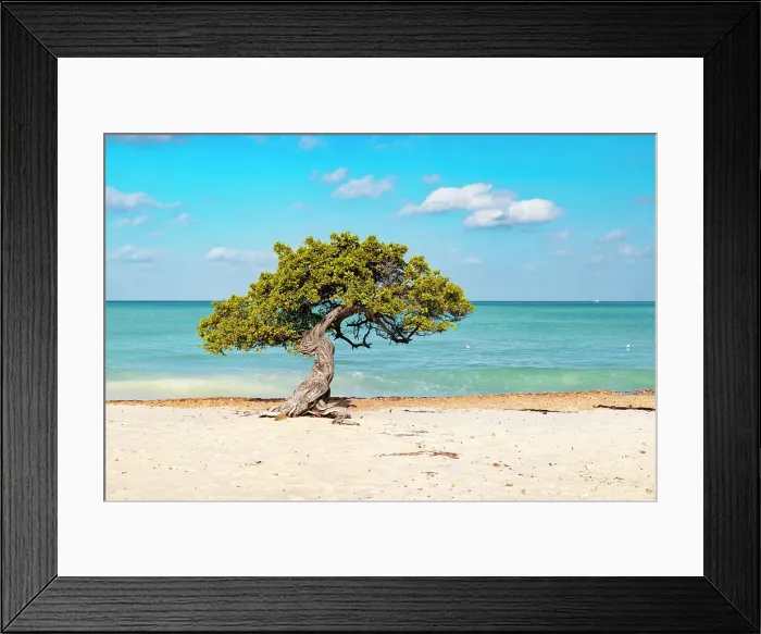 Framed Print : Aruba, Eagle beach famous Fofoti tree Framed Print : Aruba, Eagle beach famous Fofoti tree
