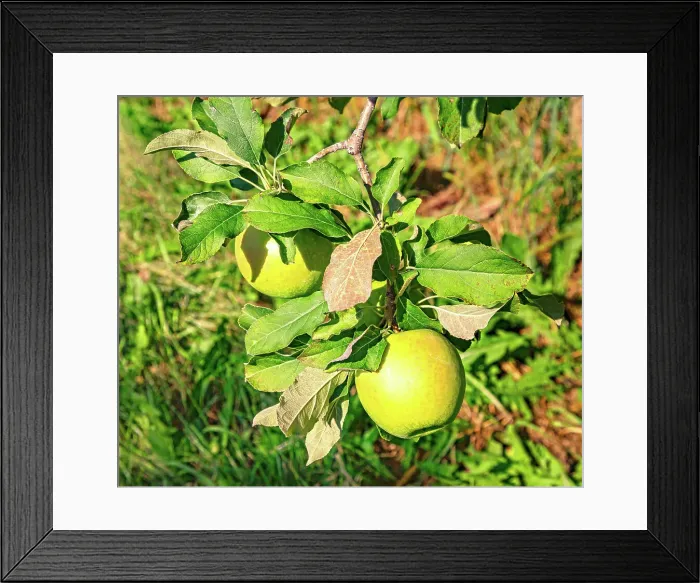 Framed Print : New York, Hopewell Junction, Fishkill Farms Framed Print : New York, Hopewell Junction, Fishkill Farms