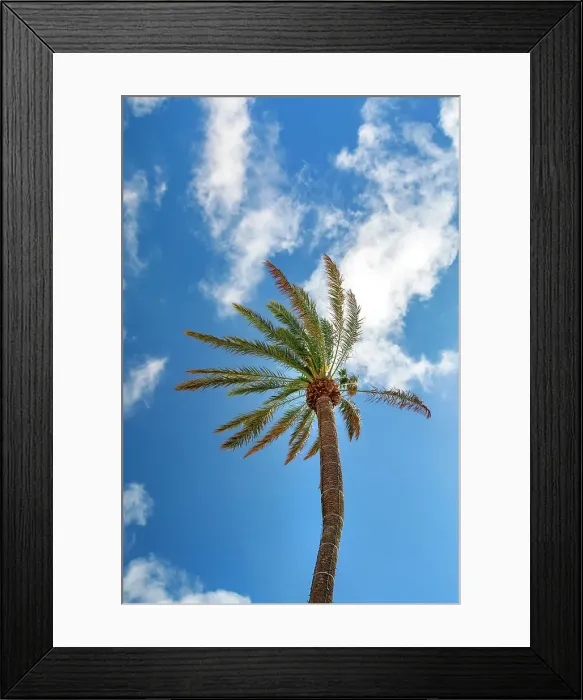 Framed Print : Bermuda, palm tree Framed Print : Bermuda, palm tree