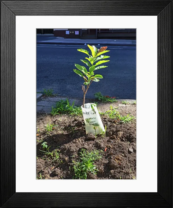 Framed Print : Burr Oak tree in street Framed Print : Burr Oak tree in street