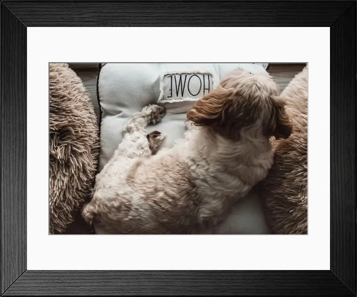 Framed Print : Shih Tzu dog among fluffy beds Framed Print : Shih Tzu dog among fluffy beds
