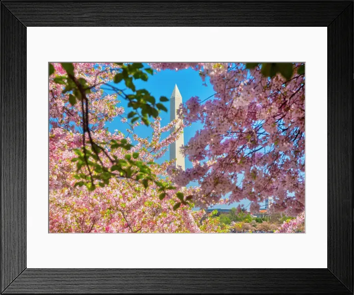 Framed Print : Washington, D.C. Washington Monument During Springtime