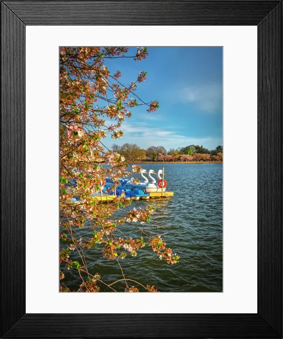 Framed Print : Washington, D.C. Swan boats in Tidal basin Framed Print : Washington, D.C. Swan boats in Tidal basin