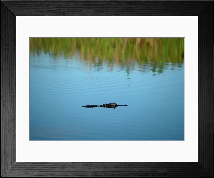 Framed Print : Florida, Everglades, alligator in canal Framed Print : Florida, Everglades, alligator in canal