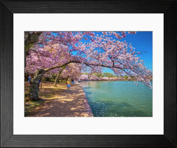 Framed Print : Washington, D.C. springtime scene by the Potomac river