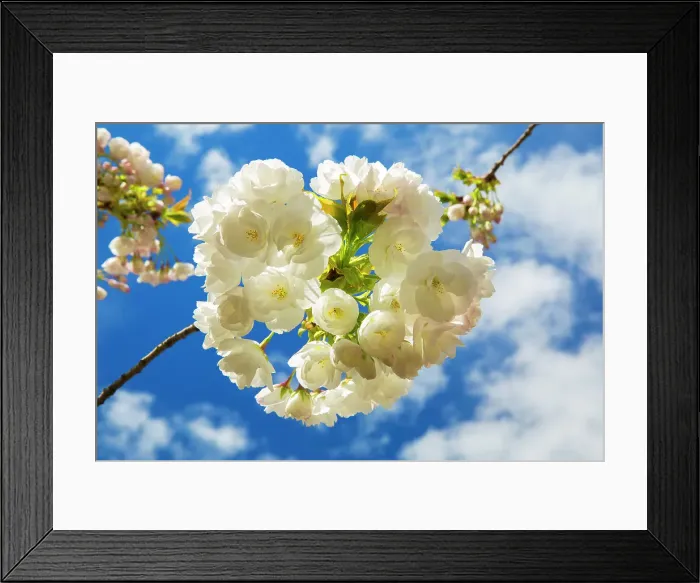 Framed Print : New York, Brooklyn Botanic Garden, Cheery Blossom Framed Print : New York, Brooklyn Botanic Garden, Cheery Blossom