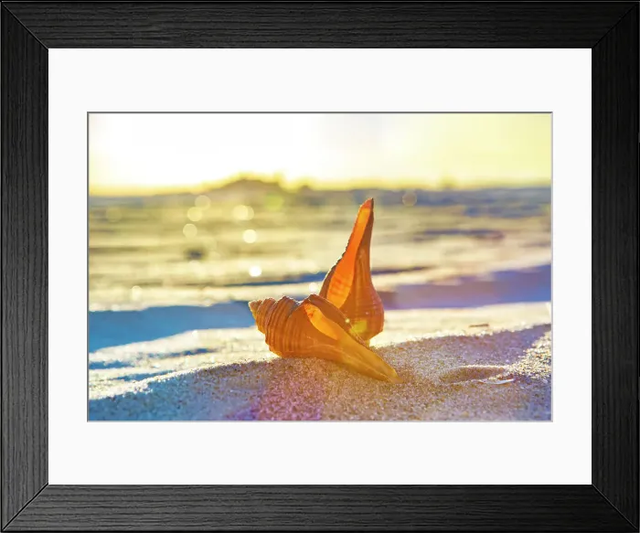 Framed Print : Seashells Framed Print : Seashells
