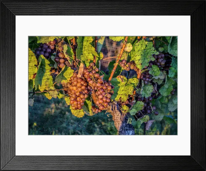 Framed Print : New York, Peconic, Vineyard, Grapes hanging from vine Framed Print : New York, Peconic, Vineyard, Grapes hanging from vine