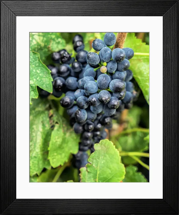 Framed Print : Oregon, Maryhill winery, bunch of purple grapes Framed Print : Oregon, Maryhill winery, bunch of purple grapes