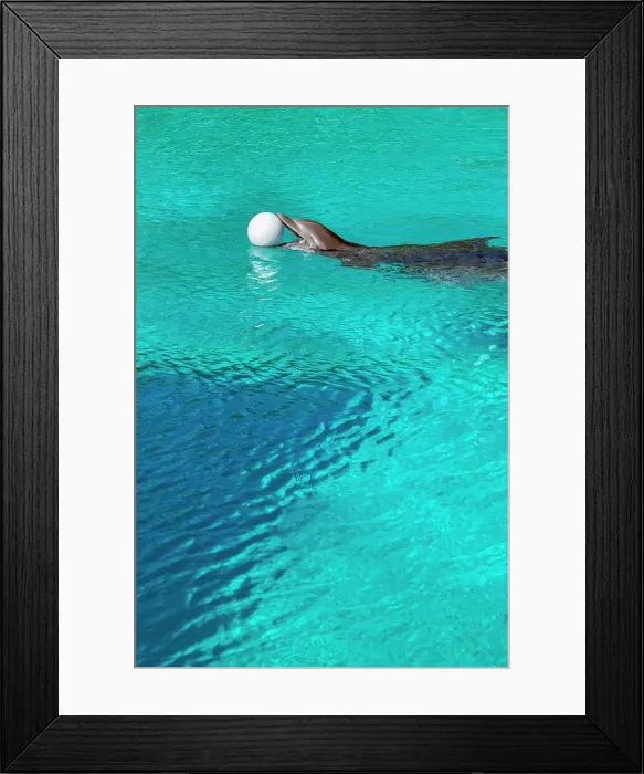 Framed Print : Nevada, Las Vegas, Siegfried & Roy's Secret Garden And Dolphin Habitat Framed Print : Nevada, Las Vegas, Siegfried & Roy's Secret Garden And Dolphin Habitat