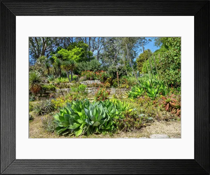 Framed Print : California, San Francisco, San Francisco Botanical Garden, Succulent Garden Framed Print : California, San Francisco, San Francisco Botanical Garden, Succulent Garden