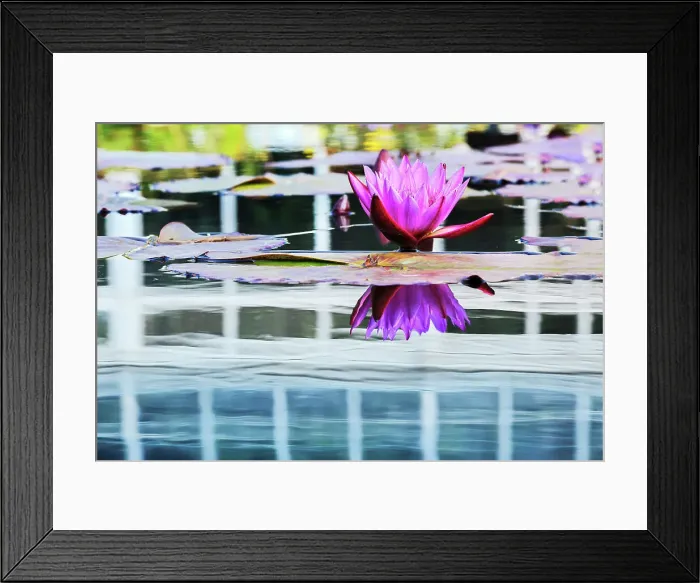 Framed Print : New York, New York City, Bronx, New York Botanical Gardens, lotus flower in reflecting pool Framed Print : New York, New York City, Bronx, New York Botanical Gardens, lotus flower in reflecting pool