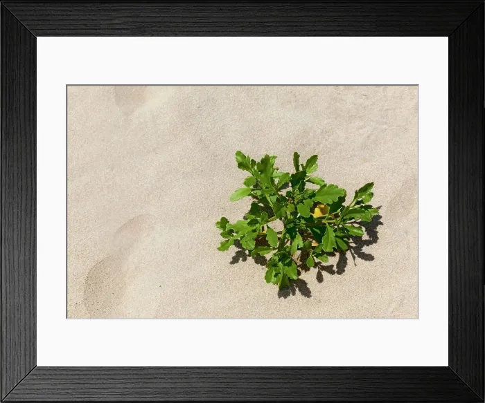 Framed Print : New York, Long Island, Montauk, beach, plant Framed Print : New York, Long Island, Montauk, beach, plant