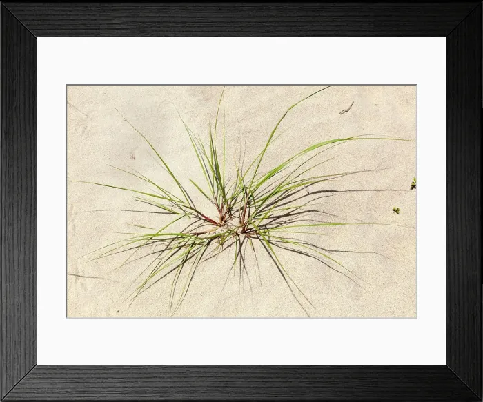 Framed Print : New York, Long Island, Montauk, beach Framed Print : New York, Long Island, Montauk, beach