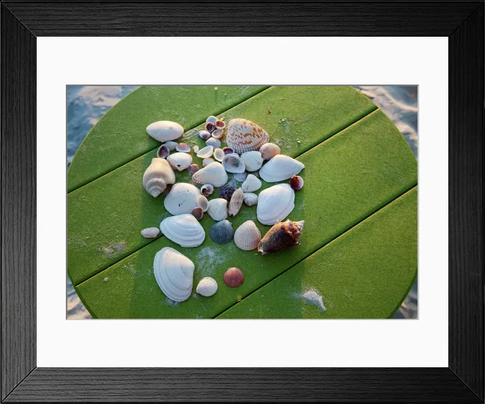 Framed Print : Florida, Saint Petersburg Beach, shells on table Framed Print : Florida, Saint Petersburg Beach, shells on table
