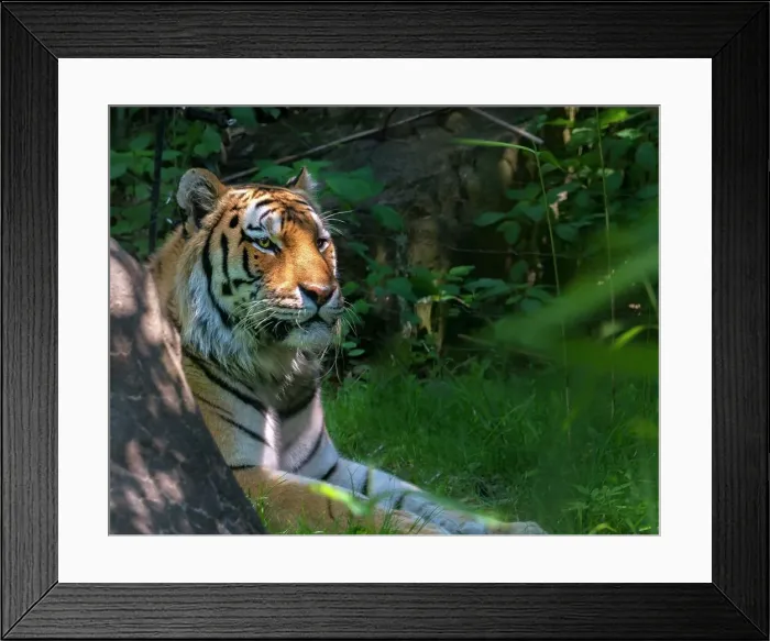 Framed Print : New York, NYC, Bronx Zoo, Tiger Framed Print : New York, NYC, Bronx Zoo, Tiger