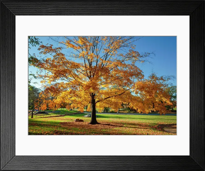 Framed Print : NYC, Central Park, autumn