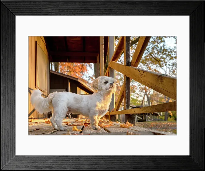 Framed Print : Shih Tzu outdoors in fall Framed Print : Shih Tzu outdoors in fall