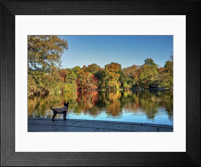 Framed Print : NY, NYC, Central Park, Dog by the lake Framed Print : NY, NYC, Central Park, Dog by the lake
